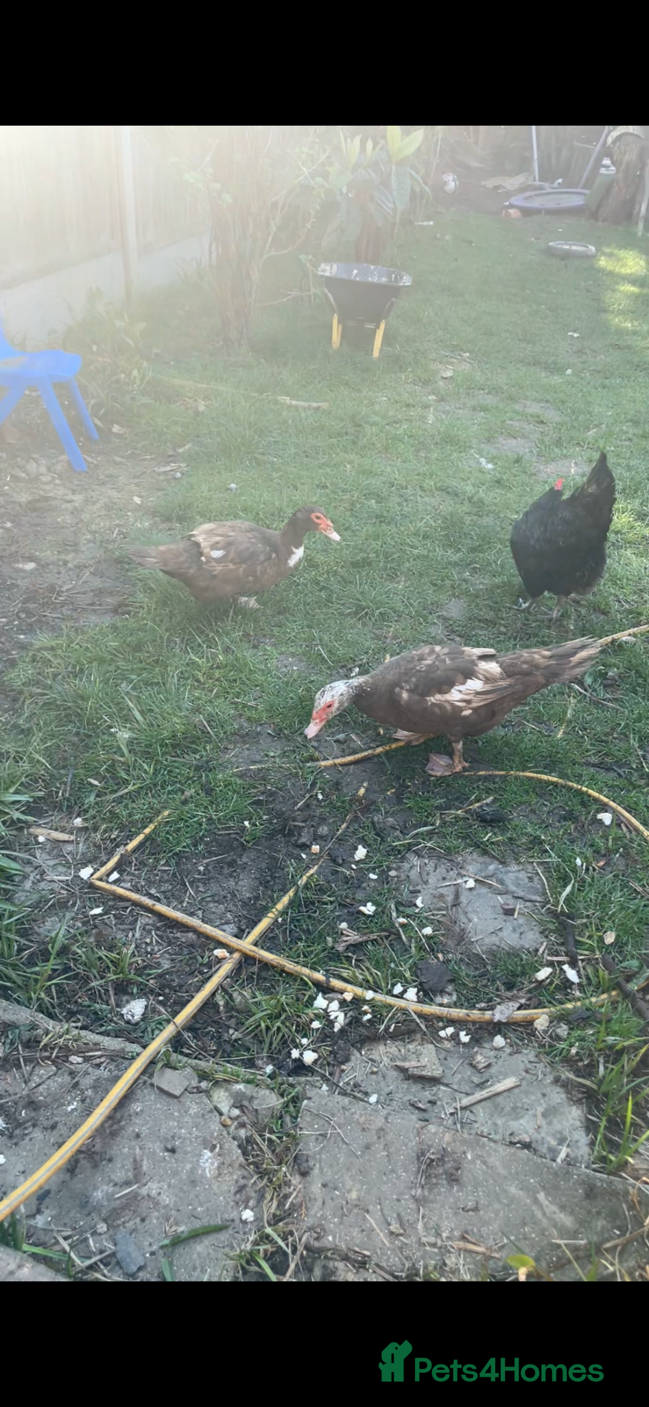 Chickens poultry Beautiful Muscovy duck  - Advert 7