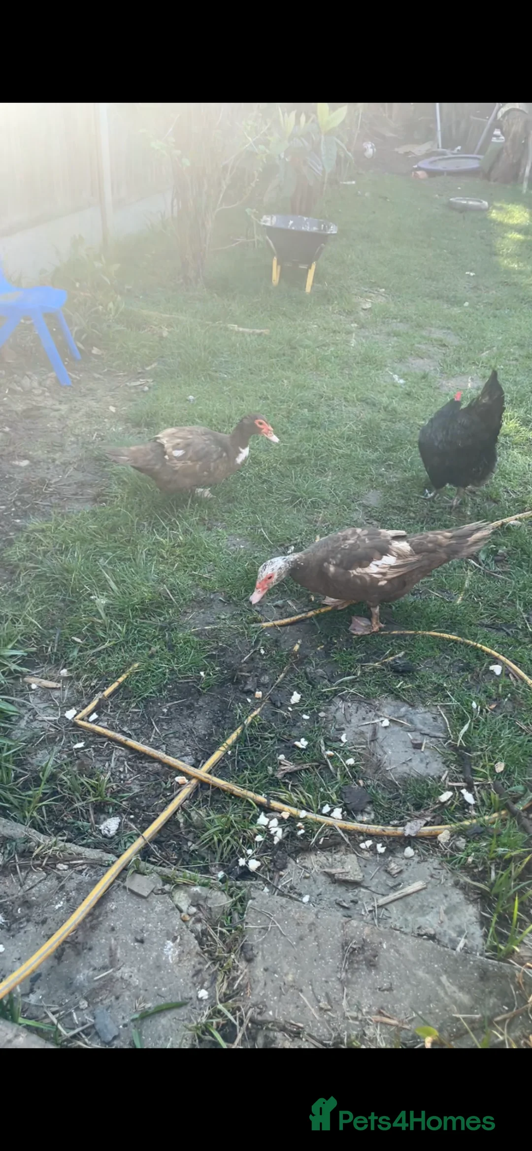 Chickens poultry for sale: Beautiful Muscovy duck  - Advert 1