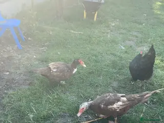 Chickens poultry Beautiful Muscovy duck - Advert 7