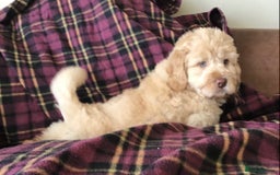 Newfypoo dogs for sale: AMAZING NEWFYPOO TEDDYBEARS  - Image 7