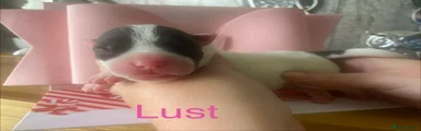 Staffordshire Bull Terrier 4