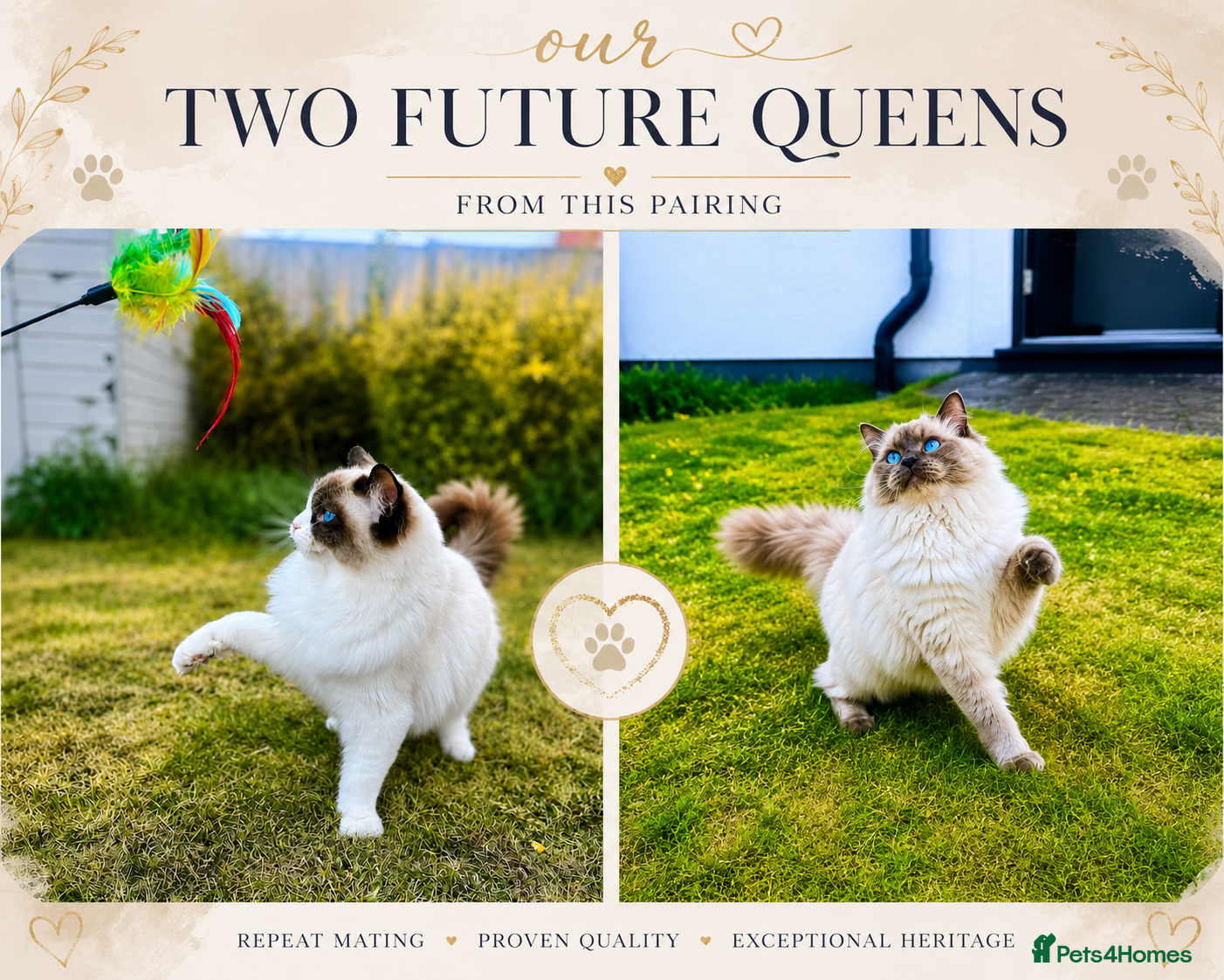 Ragdoll cats for sale: Ragdoll Kittens - Advert 4