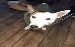 Jack Russell dogs for sale: Free jack russell to loving home - Image 5