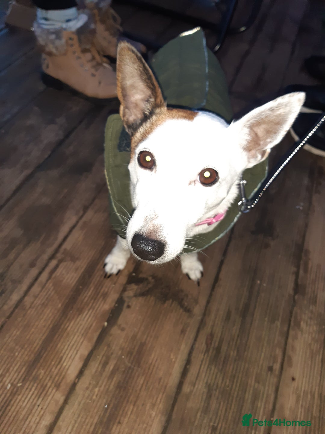 Jack Russell dogs for sale: Free jack russell to loving home - Image 5