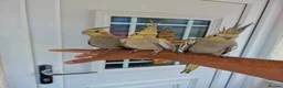 Cockatiels birds for sale: Super hand tamed baby cockatiels  - Advert 5