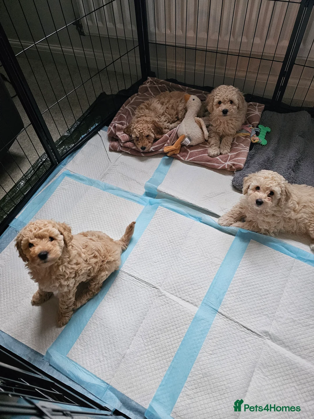 Toy Poodle dogs for sale: Now Ready for their forever loving home - Advert 20