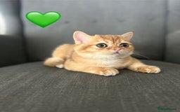 British Shorthair cats for sale: 💚❤️TICA British Shorthair 2 Kittens - Image 4