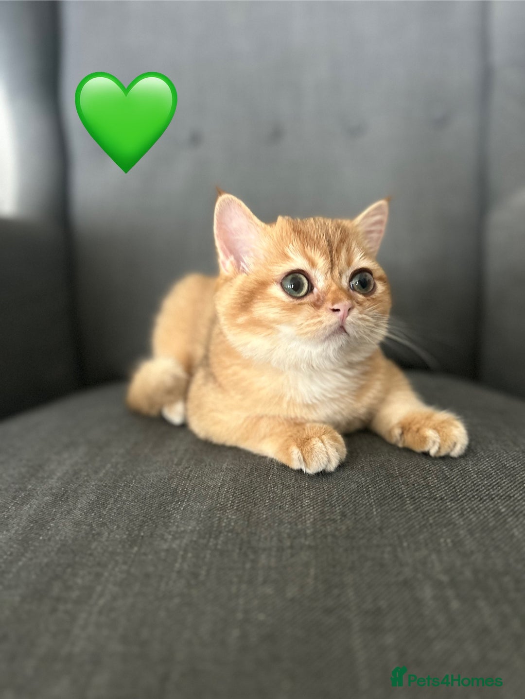 British Shorthair cats for sale: 💚❤️TICA British Shorthair 2 Kittens - Image 4