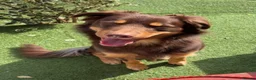 Australian Kelpie dogs for stud: Up for stud!  in Southport - Advert 8