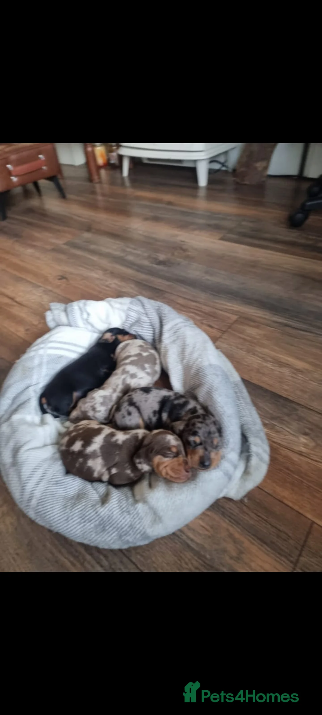 Dachshund dogs for sale: Beautiful Dapple Dachsund pups in Wolverhampton - Advert 2