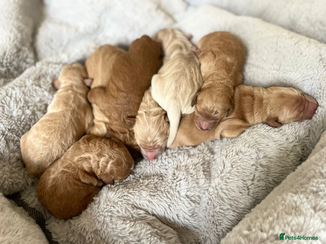 Labradoodle dogs for stud: Australian Labradoodle Stud (Health Tested) in Great Yarmouth - Advert 19