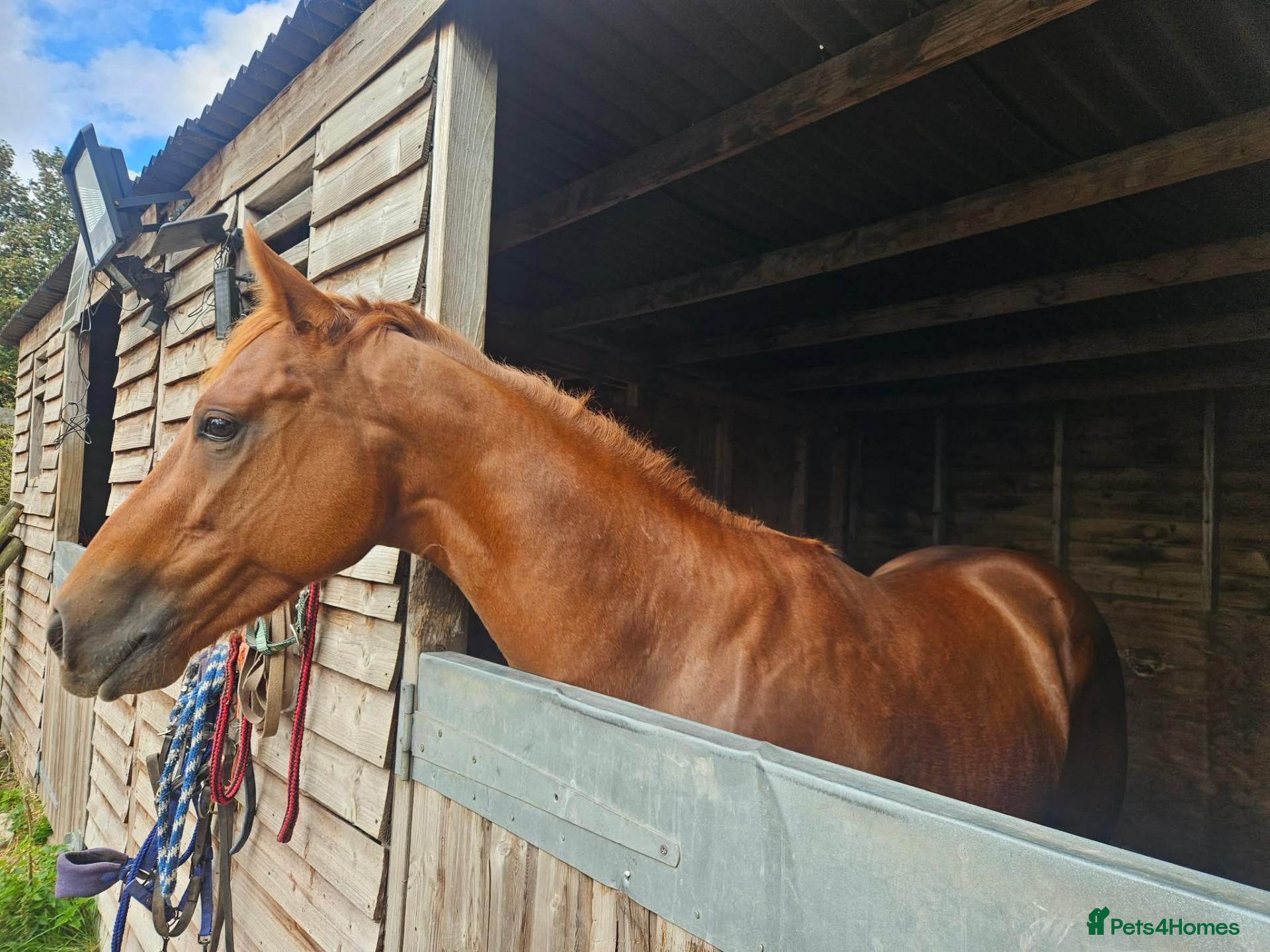 English Thoroughbred horses 15.1 Chestnut Gelding 2yrs  - Advert 2