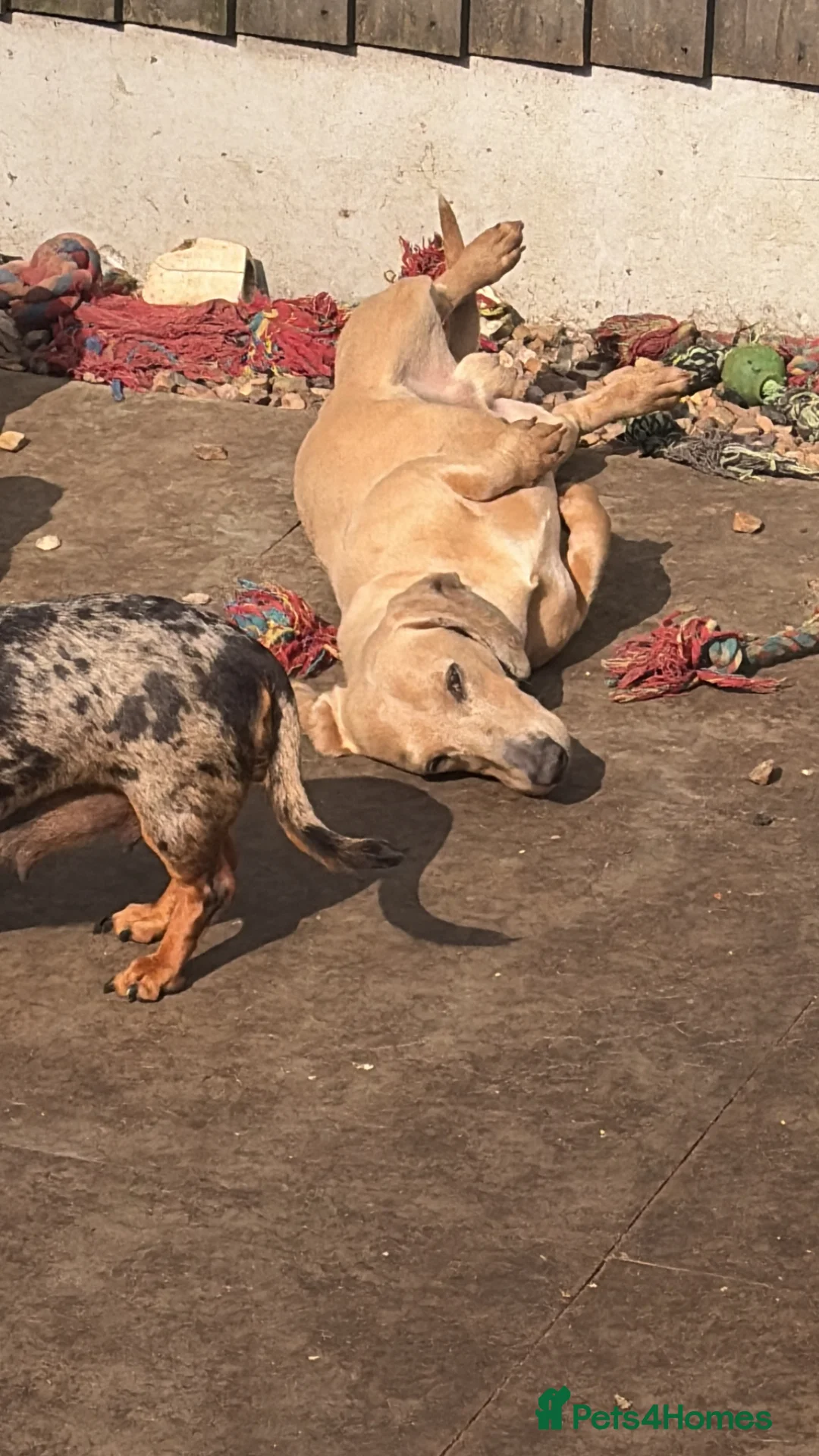 Miniature Dachshund dogs for stud: Cream miniature dachshund  - Advert 2