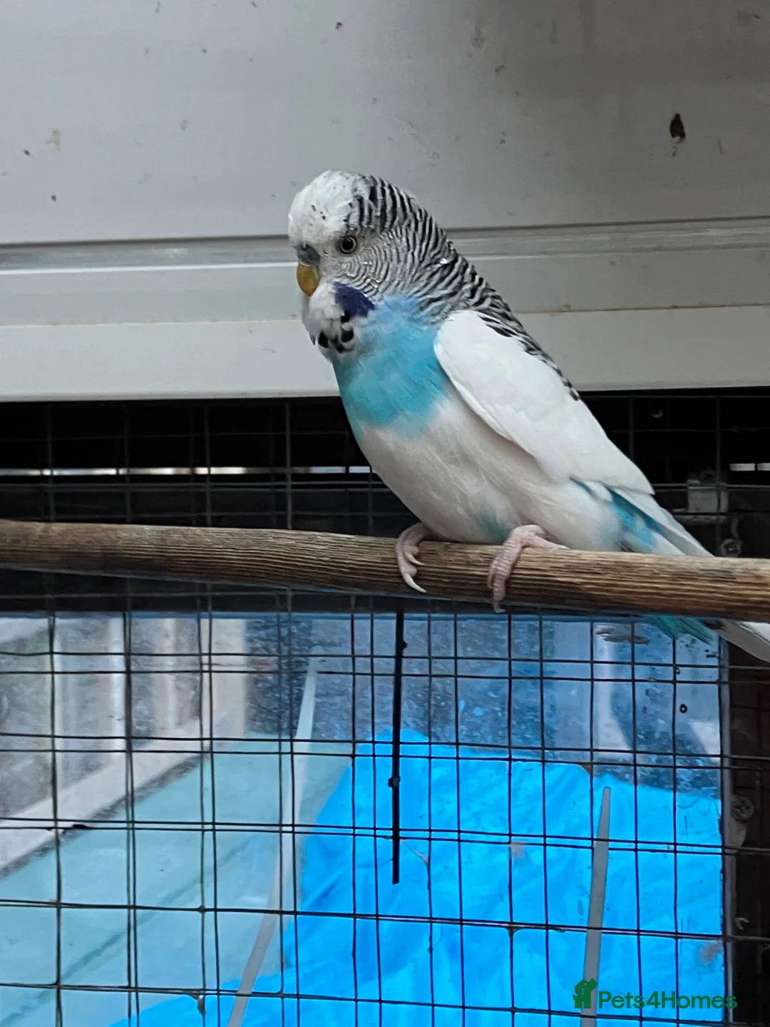Budgerigars birds for sale: Baby budgies in Fareham - Advert 2