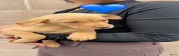 Labrador Retriever dogs for sale: Eight beautiful Labrador puppies  in Westbury - Advert 27