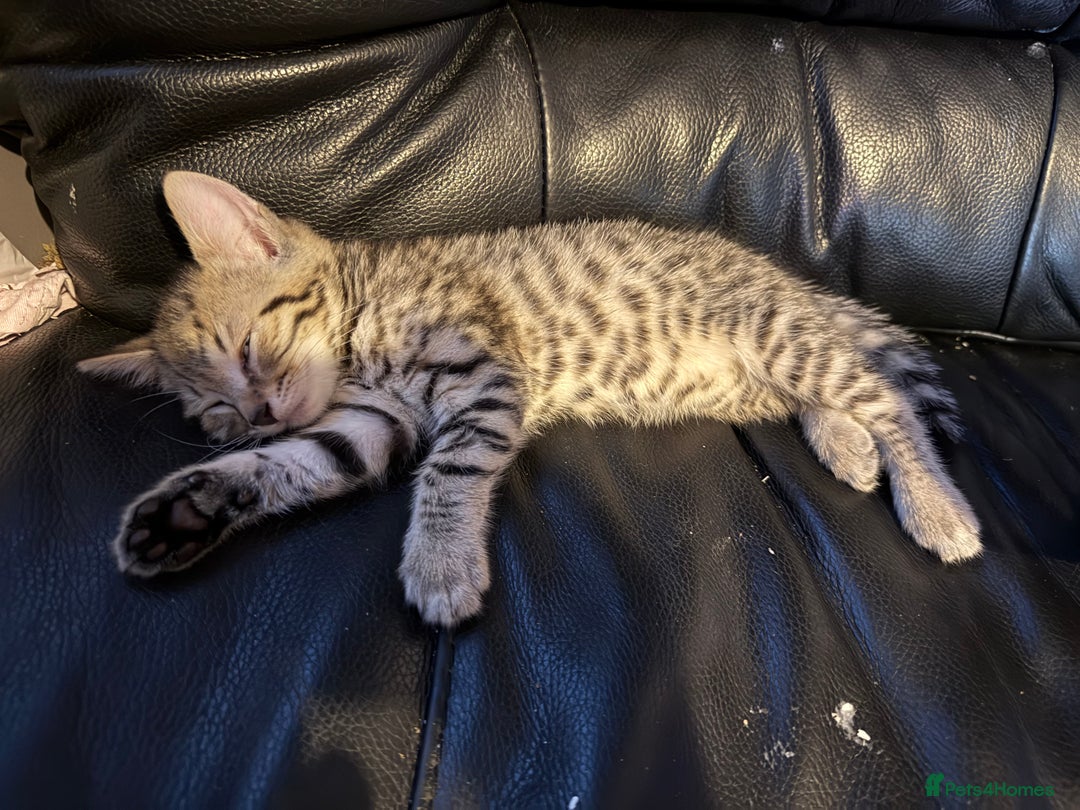 Savannah cats for sale: 3 beautiful kittens  - Image 20