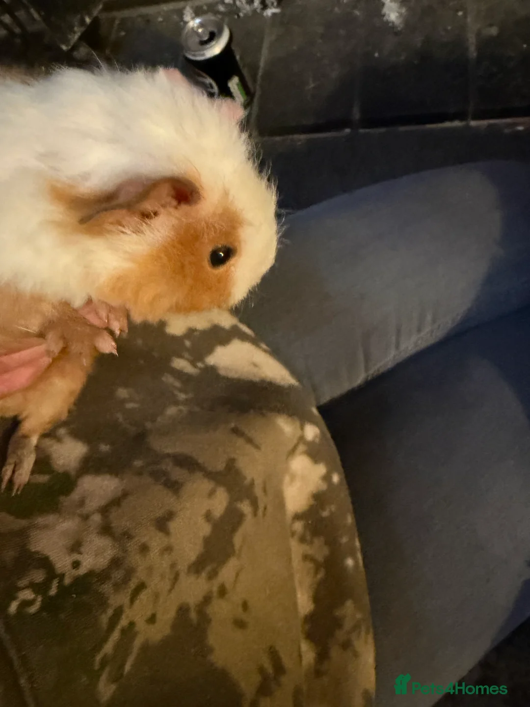 Guinea Pig rodents for sale: Sheltie cross piggies ready to go - Advert 5