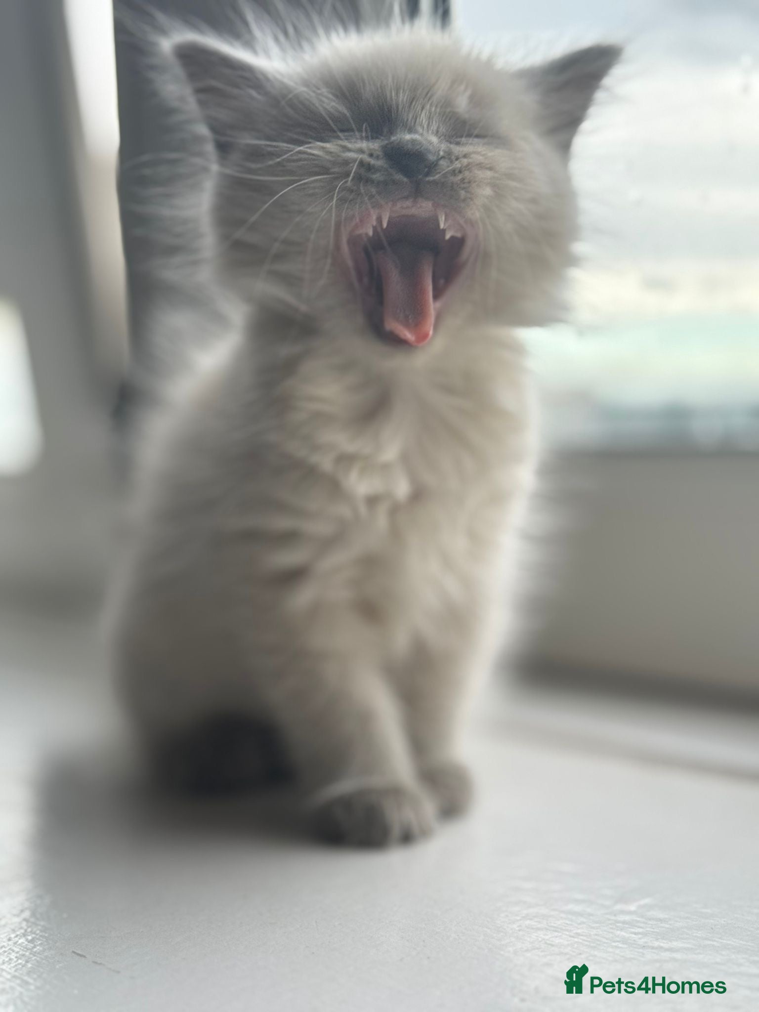 Mixed Breed cats British Longhair + Turkish Van Female Kitten - Advert 1