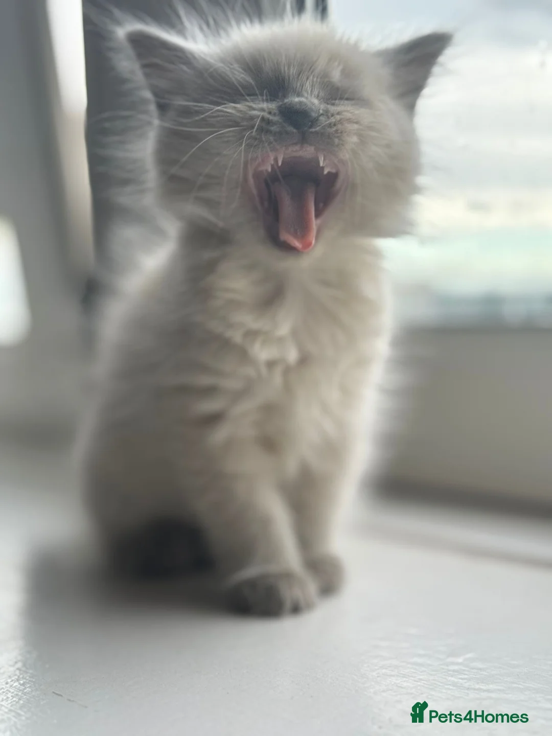 Mixed Breed cats for sale: British Longhair + Turkish Van Female Kitten - Advert 1