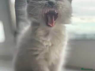 Mixed Breed cats British Longhair + Turkish Van Female Kitten - Advert 1