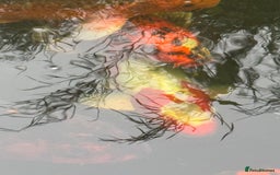 Koi Carp fish for sale: Complete Koi carp set up for sale - Image 4