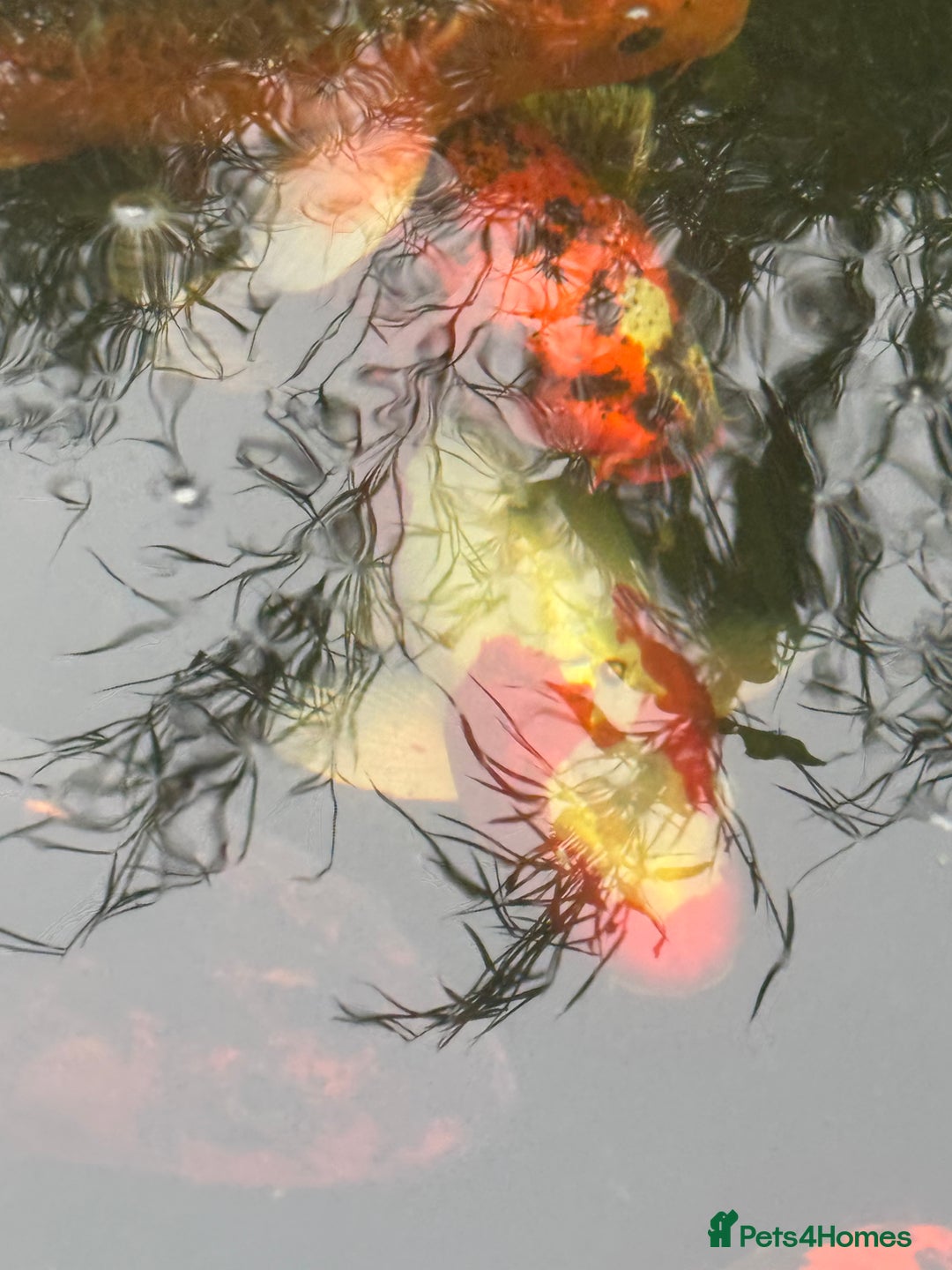 Koi Carp fish for sale: Complete Koi carp set up for sale - Image 4
