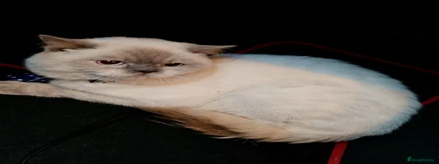 Po