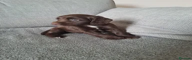 Sprocker 4