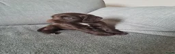 Sprocker dogs for sale: beautiful F1 Sprocker puppies  - Advert 5
