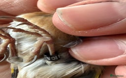 Finches birds for sale: Lovely couple of goldfinches for sale - Image 9