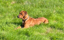 Rhodesian Ridgeback dogs for sale: Exquisite litter Rhodesian Ridgebacks - Image 5