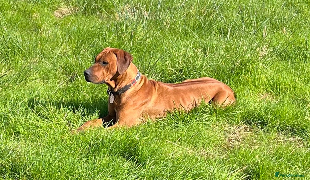 Rhodesian Ridgeback dogs for sale: Exquisite litter Rhodesian Ridgebacks - Image 5