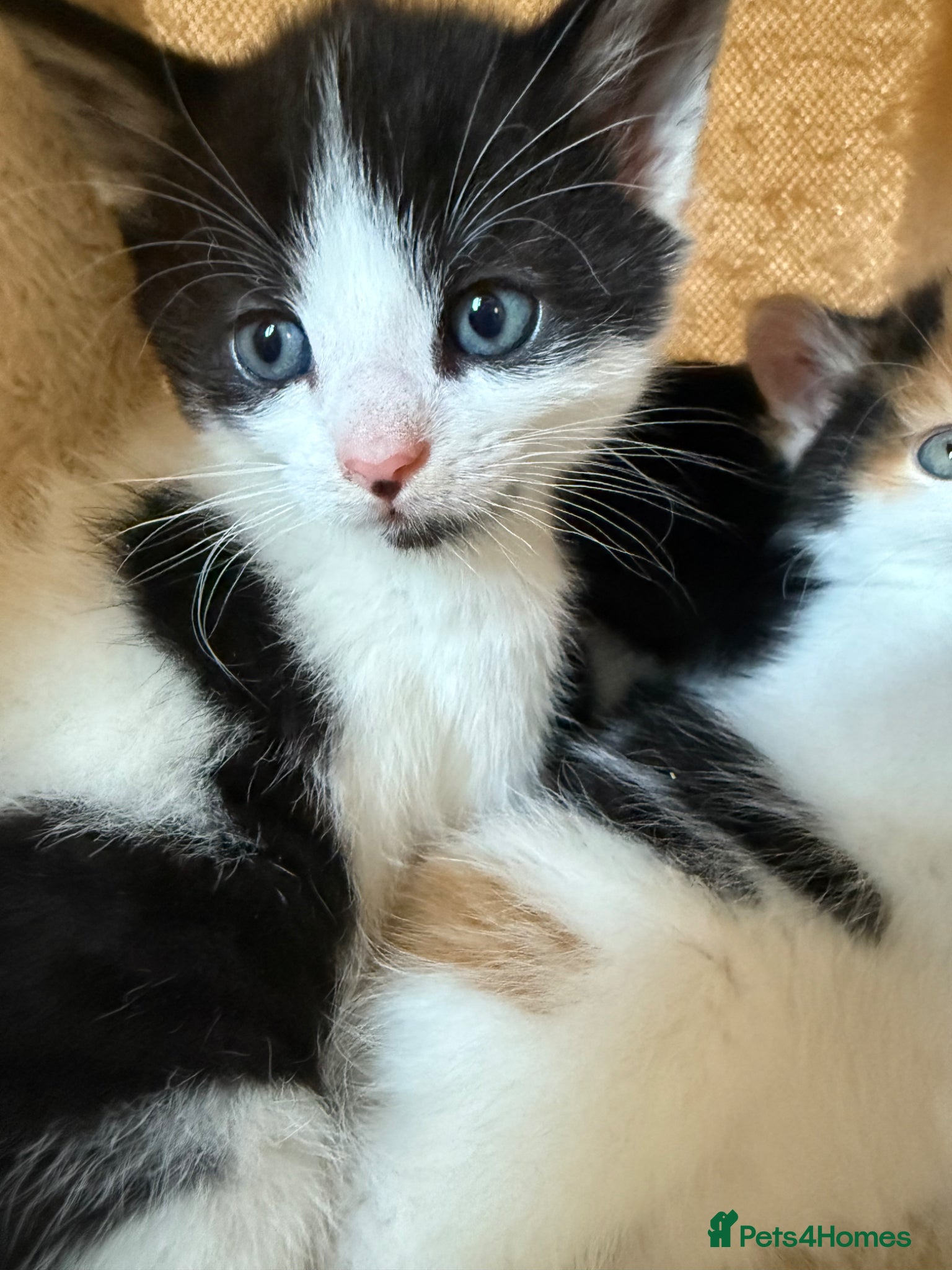 Mixed Breed cats 1 Little Black & White Boy Left!  - Advert 1