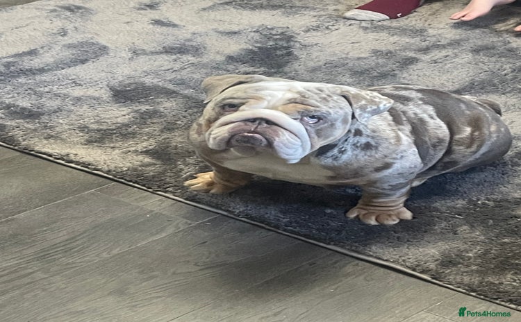 English Bulldog dogs - Advert 1