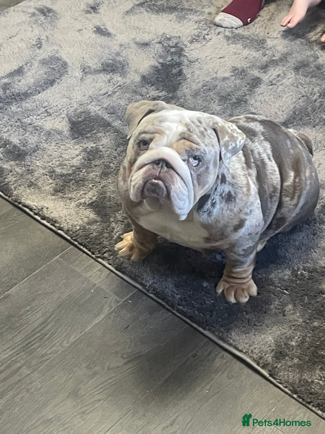 English Bulldog dogs for sale: English Bulldog Blue Tri Merle - Image 1