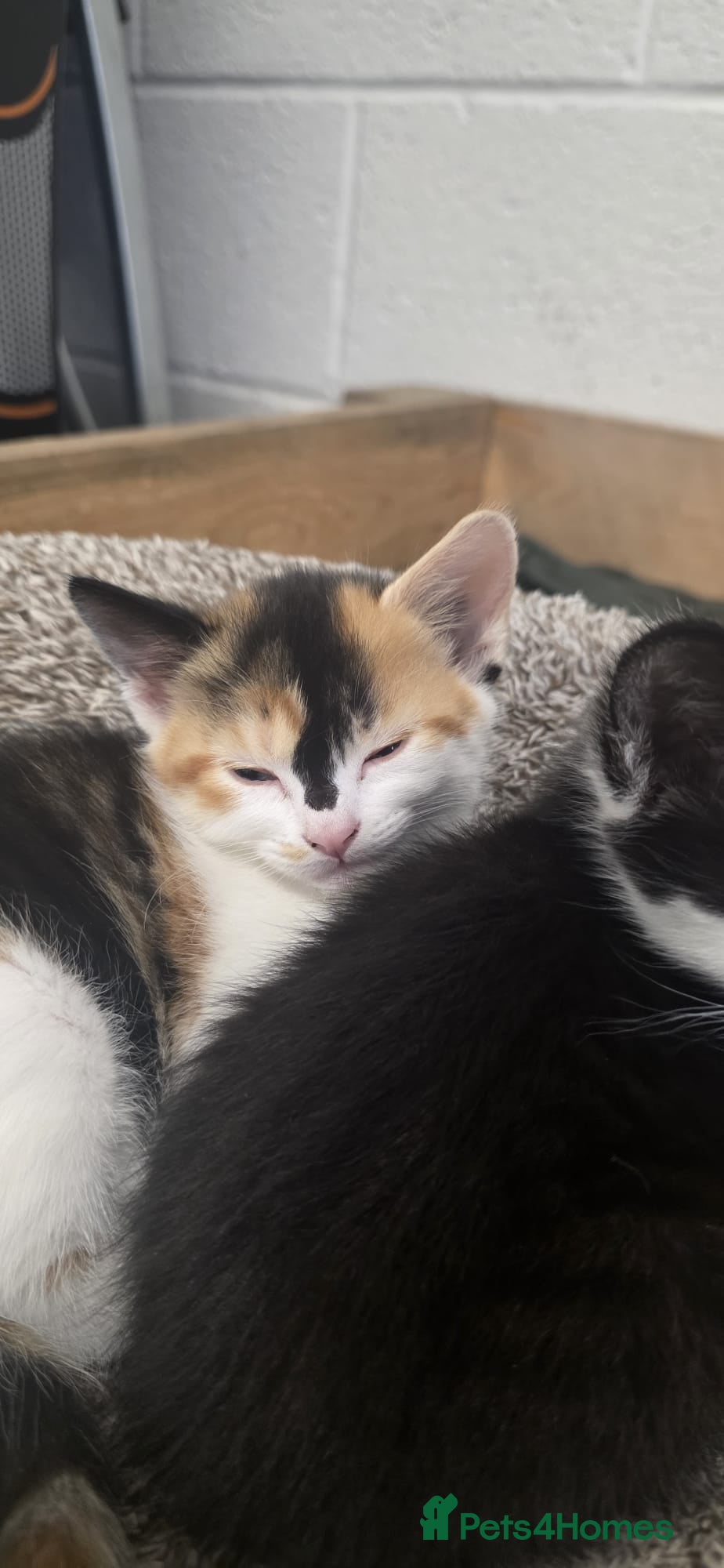 Domestic Shorthair cats for sale: 5 stunning black, ginger and white kittens - Advert 5