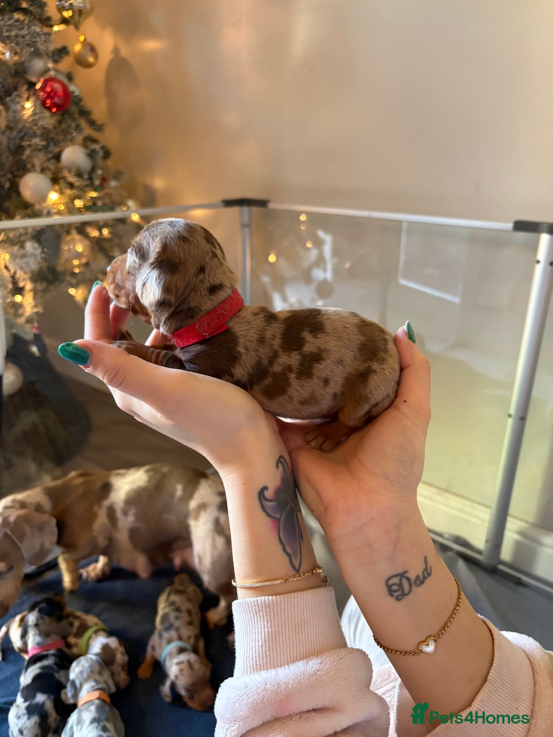 Miniature Dachshund dogs for sale: Miniature dachshund  - Advert 8