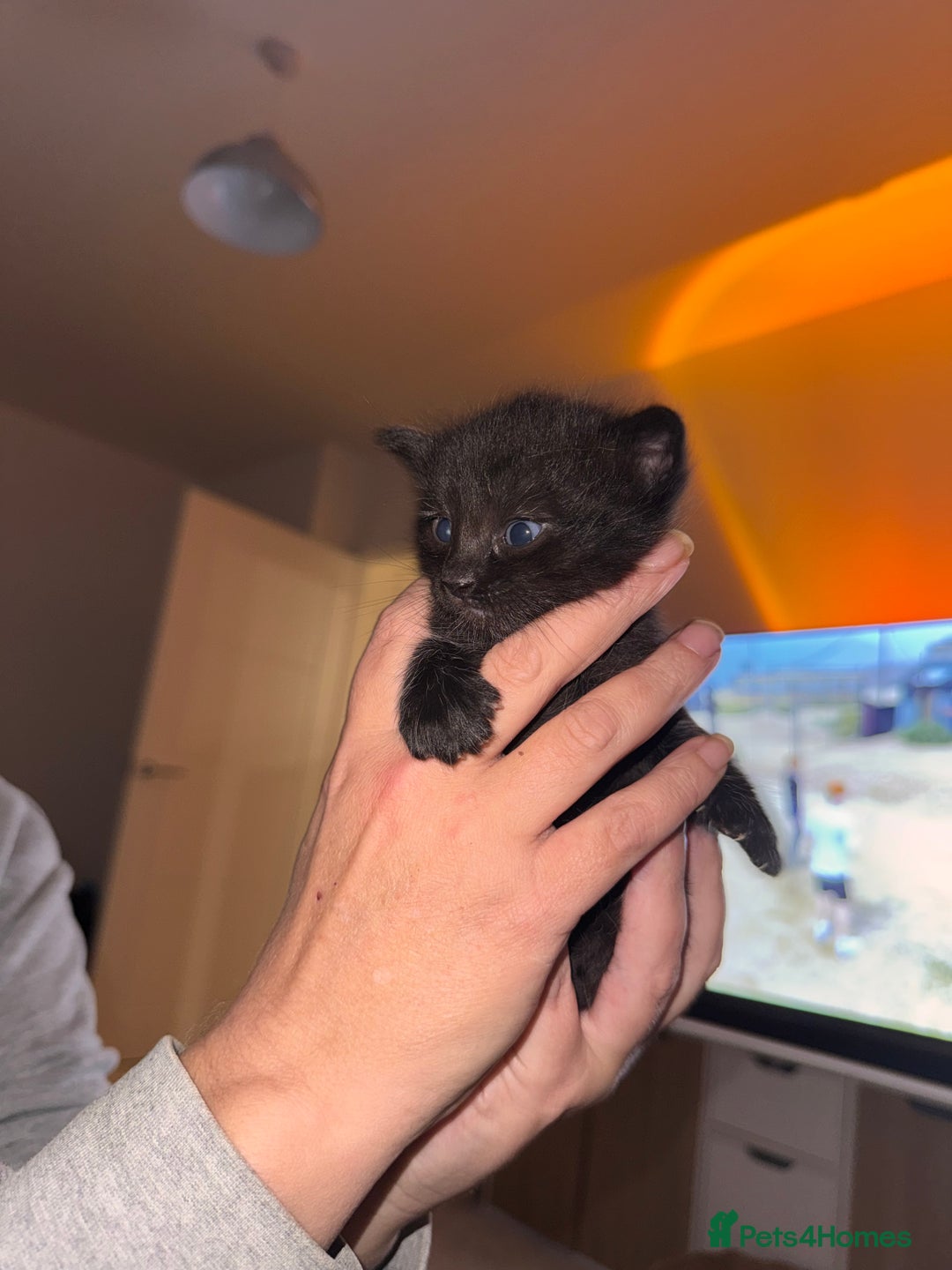 Mixed Breed cats for sale: Kittens - Advert 5