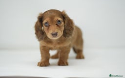 Dachshund dogs for sale: Long haired miniature dachshunds  - Image 14