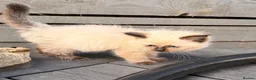 Ragdoll cats for sale: Cherubim Ragdoll - Advert 8