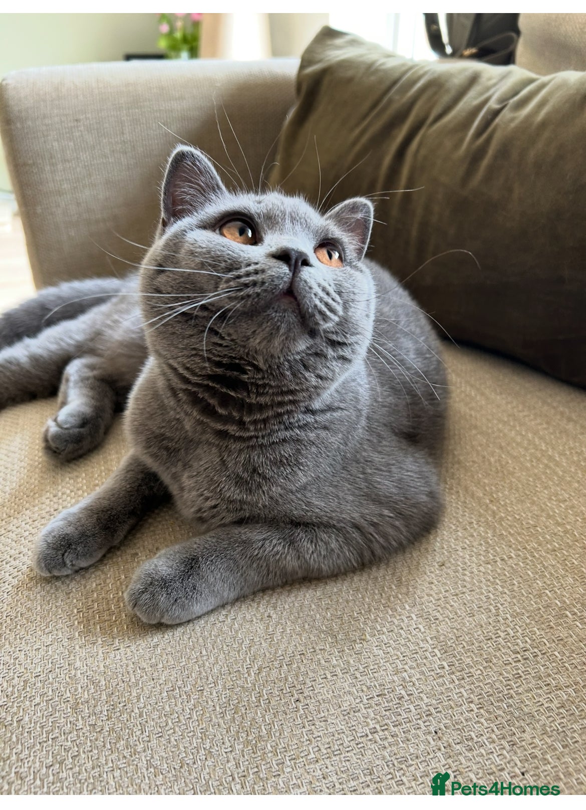 British Shorthair cats British Shorthair ( Lilac ) - Advert 11
