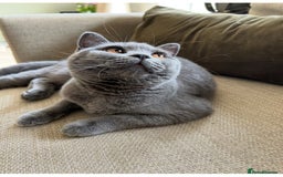 British Shorthair cats for sale: British Shorthair ( Lilac ) - Advert 1