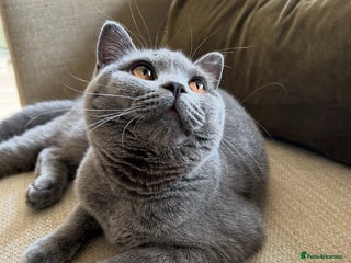 British Shorthair cats British Shorthair ( Lilac ) - Advert 7