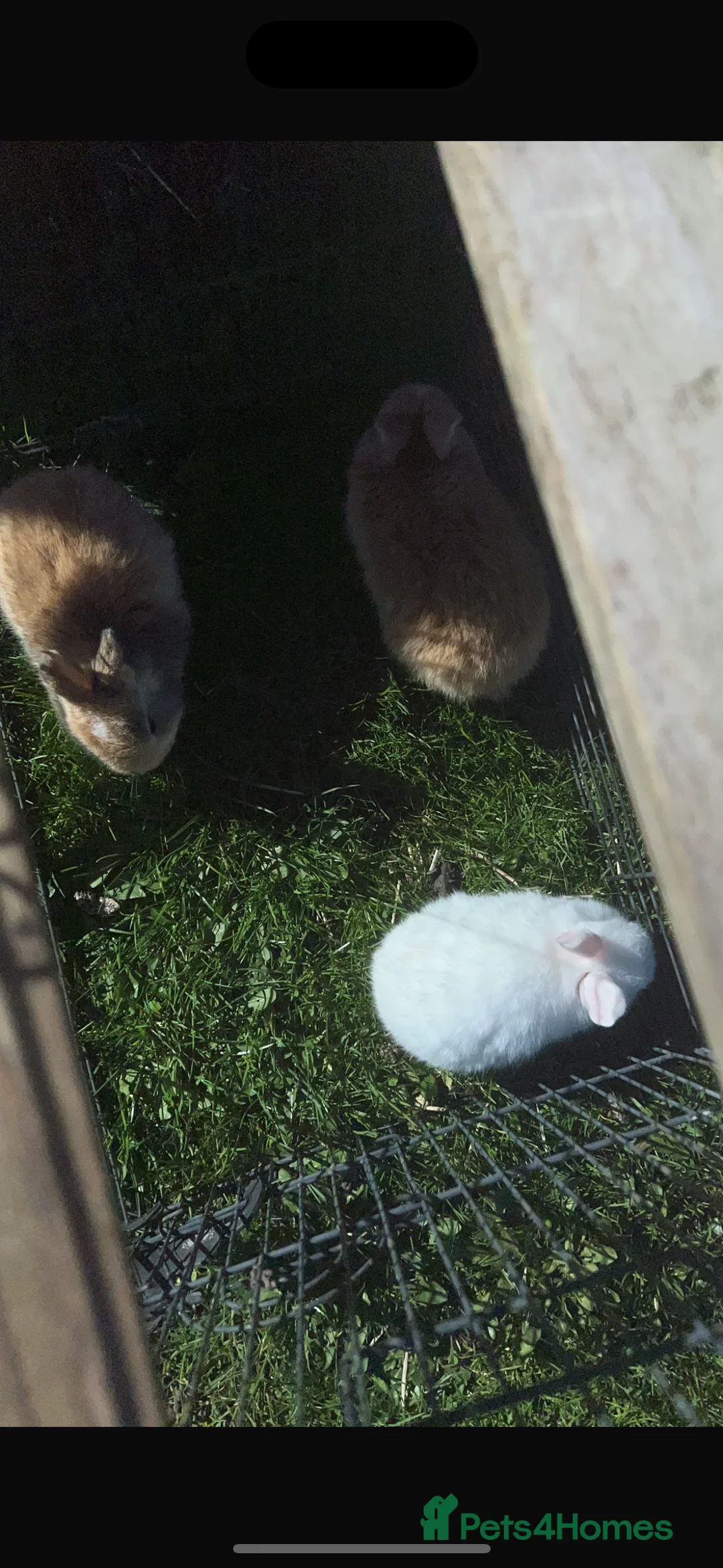 French Lop rabbits for sale: French lop Bunnies  - Advert 1
