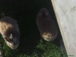 French Lop rabbits French lop Bunnies - Advert 11