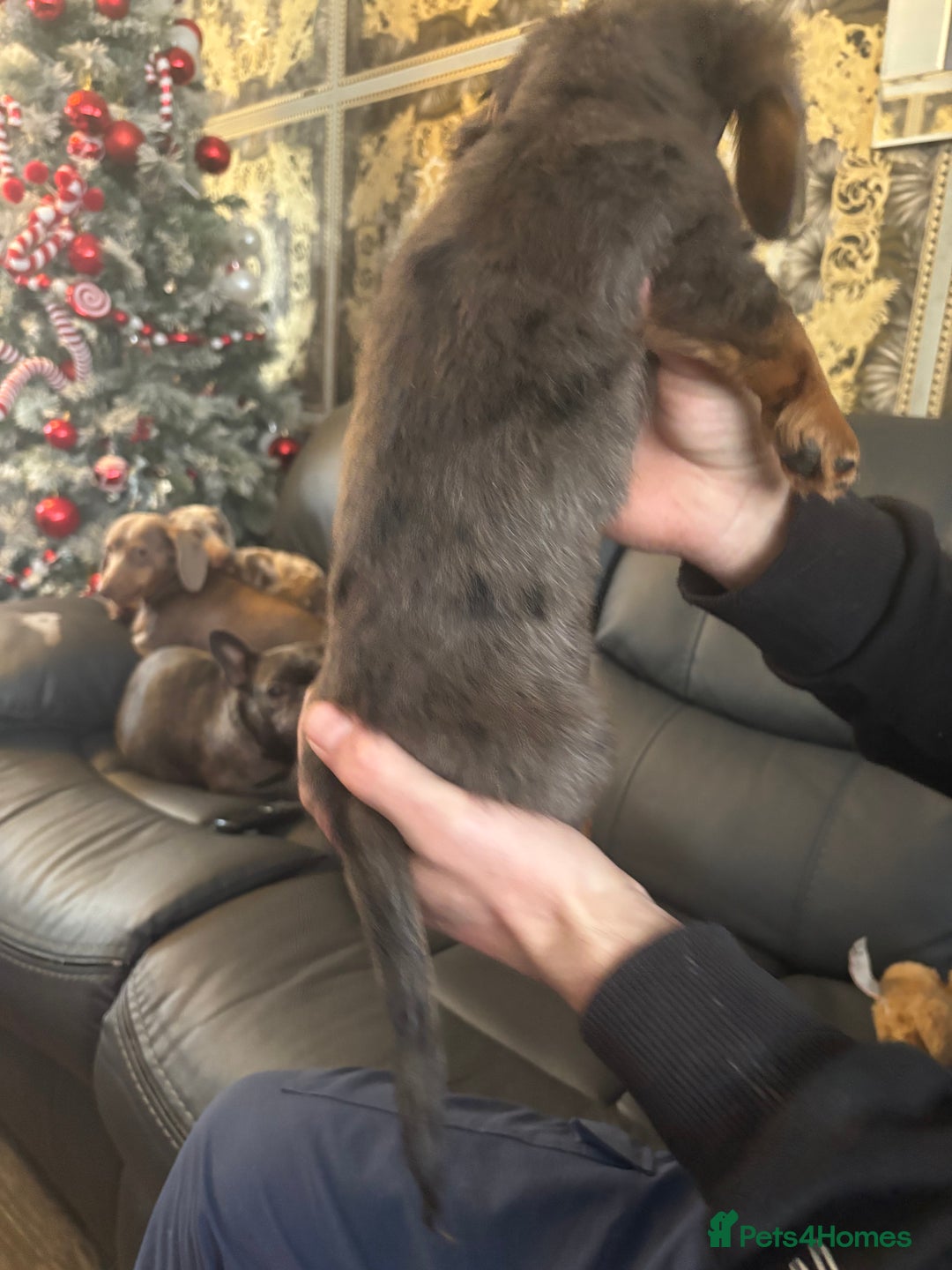 Dachshund dogs for sale: Dachshund pups kc registed - Advert 7