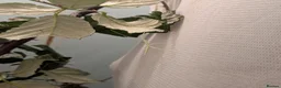 Stick Insects invertebrates for sale: Pink Winged Stick Insects  in Chichester - Advert 2