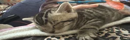 Bengal cats for sale: Cashmere bengals - Advert 8