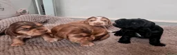 Cocker Spaniel dogs for sale: Gorgeous KC Reg Show Cocker Spaniels in Lancaster - Advert 3