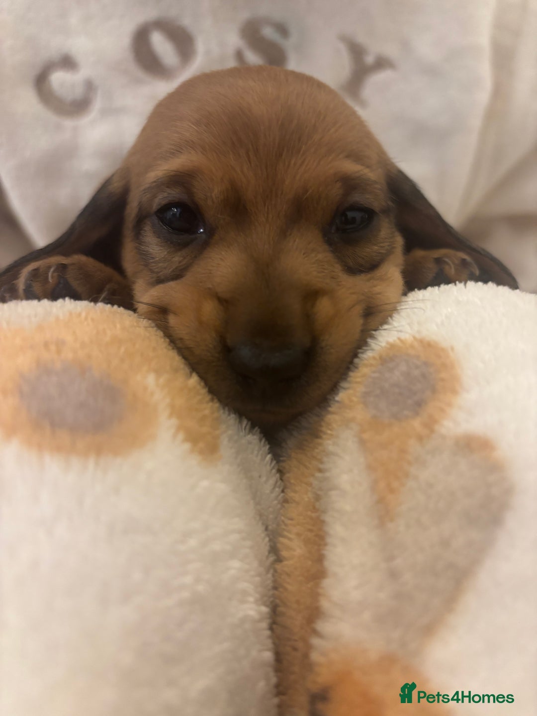 Miniature Dachshund dogs for sale: Miniature dachshund puppies  - Advert 9